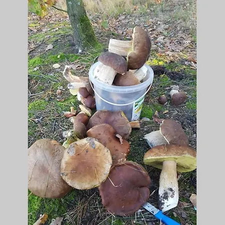 Sosnowe Widoki - Nowe Nad Rzeką Soną - Dom Całoroczny Szczawin (Plonsk)