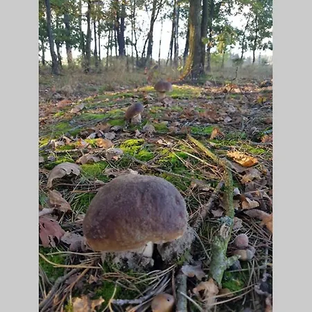 Sosnowe Widoki - Nowe Nad Rzeką Soną - Dom Całoroczny Dom wakacyjny