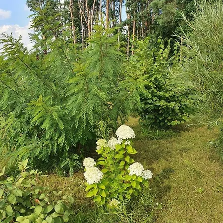 Sosnowe Widoki - Nowe Nad Rzeką Soną - Dom Całoroczny Dom wakacyjny